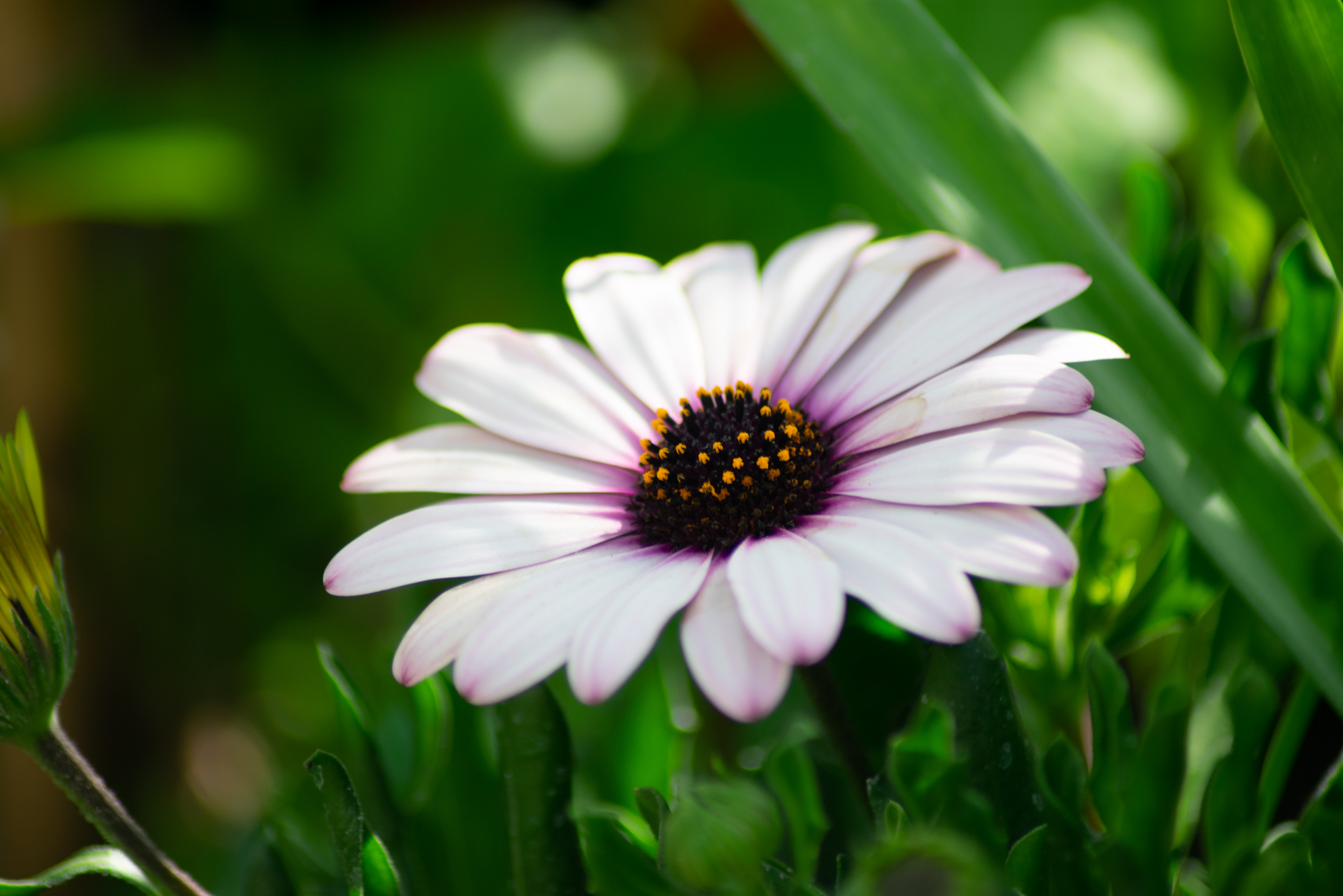 Photos d'une fleur de la jardinerie