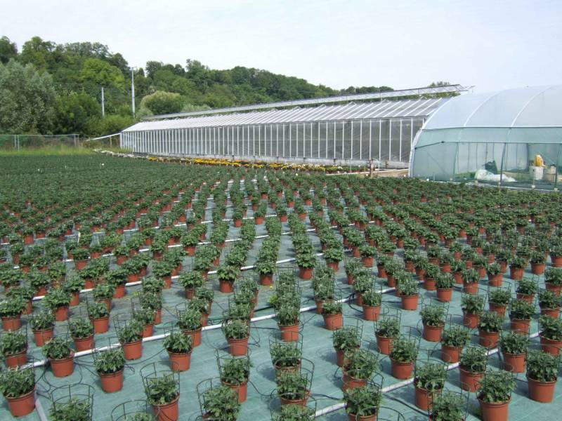 Production des chrysanthèmes de la Toussaint